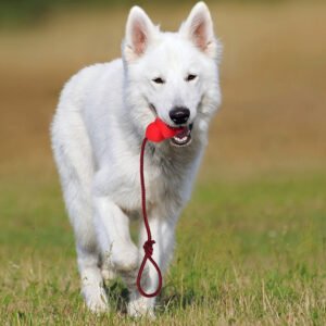 50028c36-38e5-441e-9d82-3fa2807a38d1.jpg Pet Toy Natural Rubber Rope Hoist