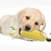 Corn Stick Dog Chew Toy