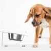 Anti-falling Dog Feeding and Water Bowl Combo