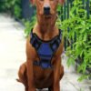 Tactical Service Dog Harness Set by Wild Angels™ — Adjustable Vest, Car Seat Belt & Outdoor Essentials